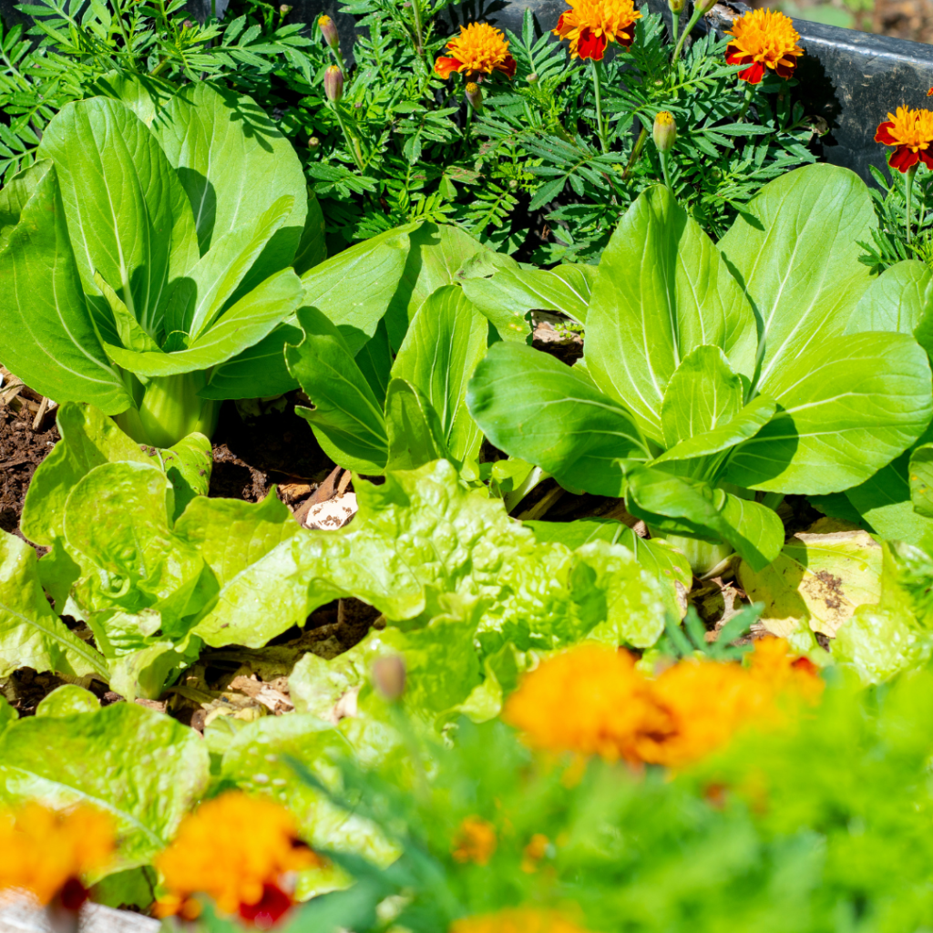 Какво е екология?